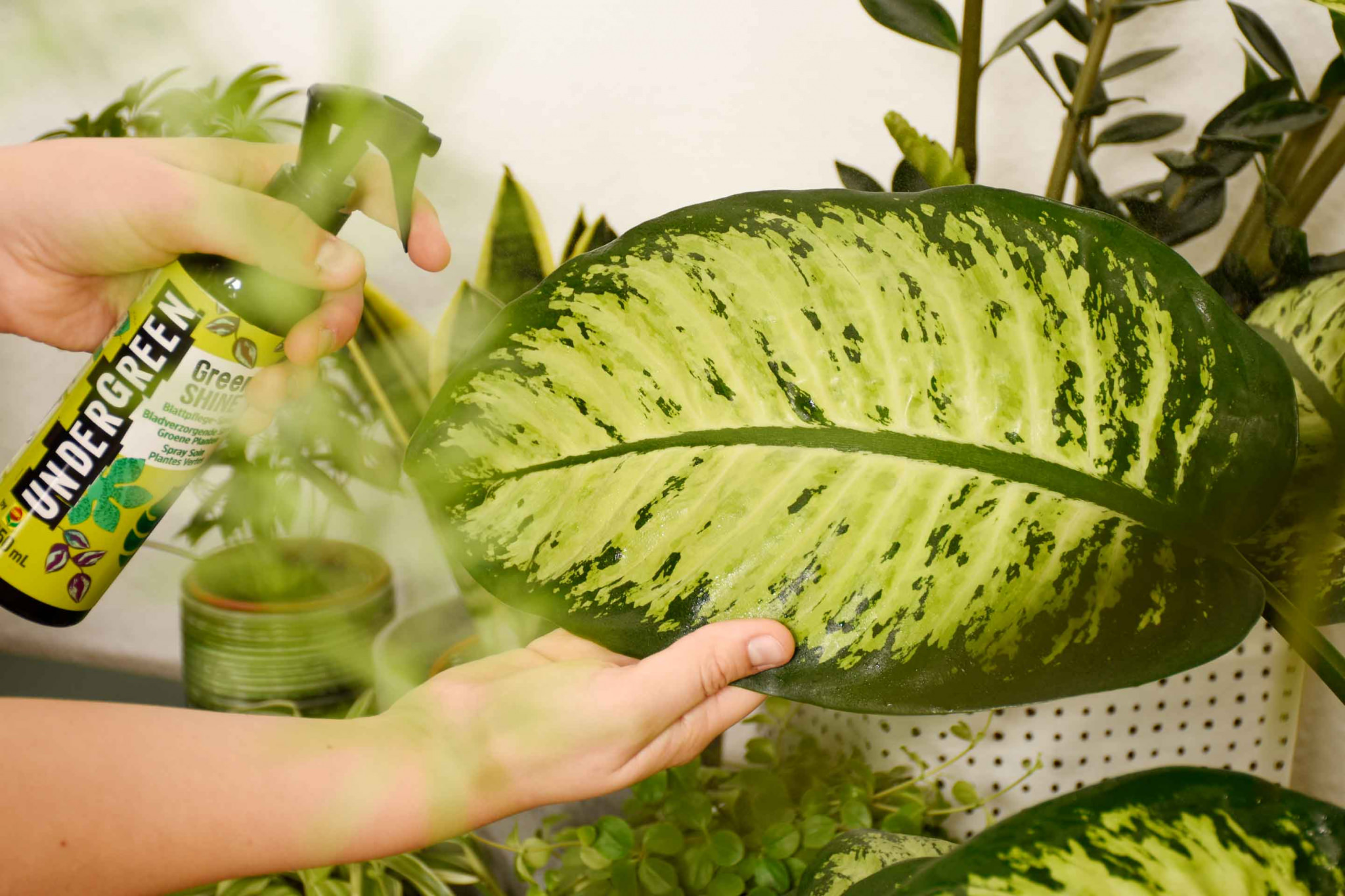 Facteurs de stress pour les plantes vertes  et comment les éviter