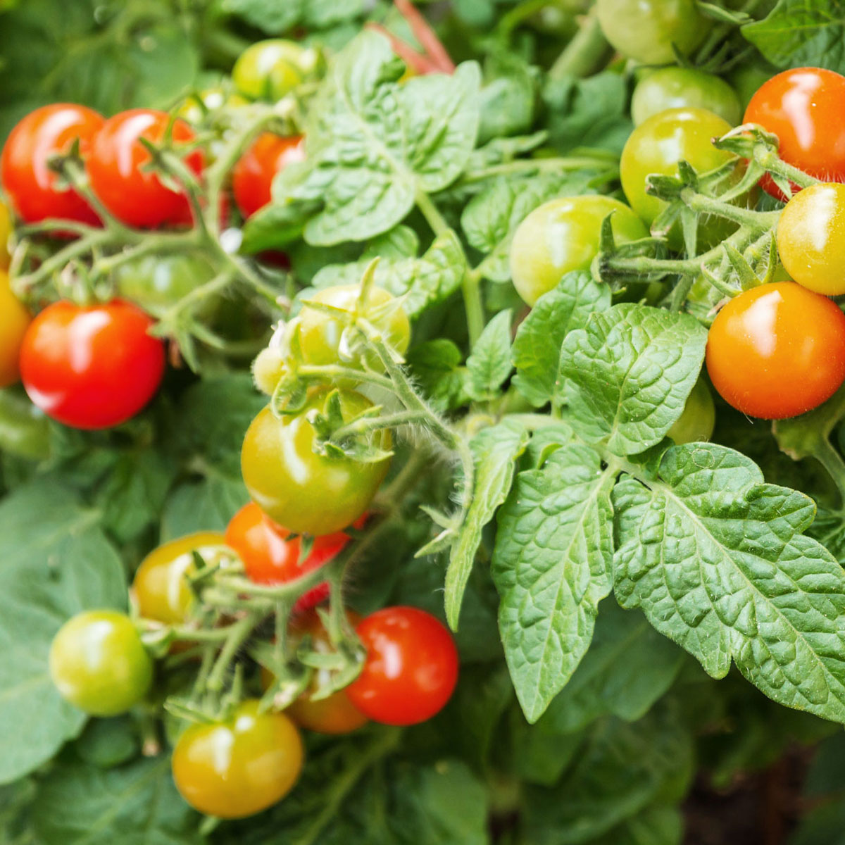 Comment extraire et conserver ses graines de tomates pour